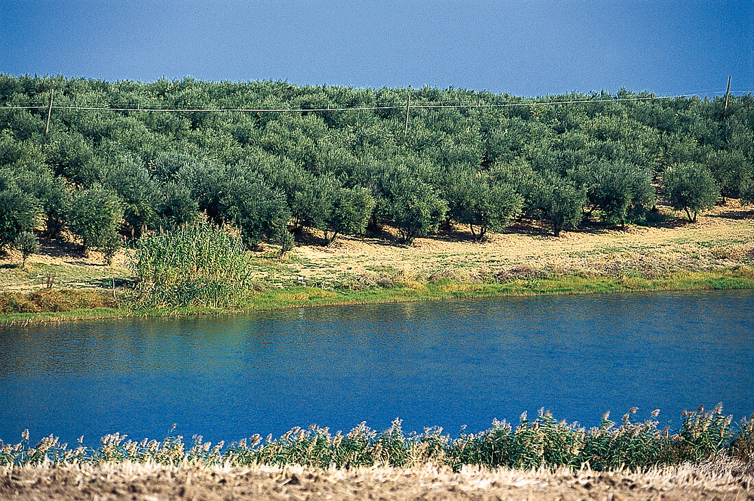 künstlicher See zur Bewässerung der Olivenbäume, Gut Colonnas