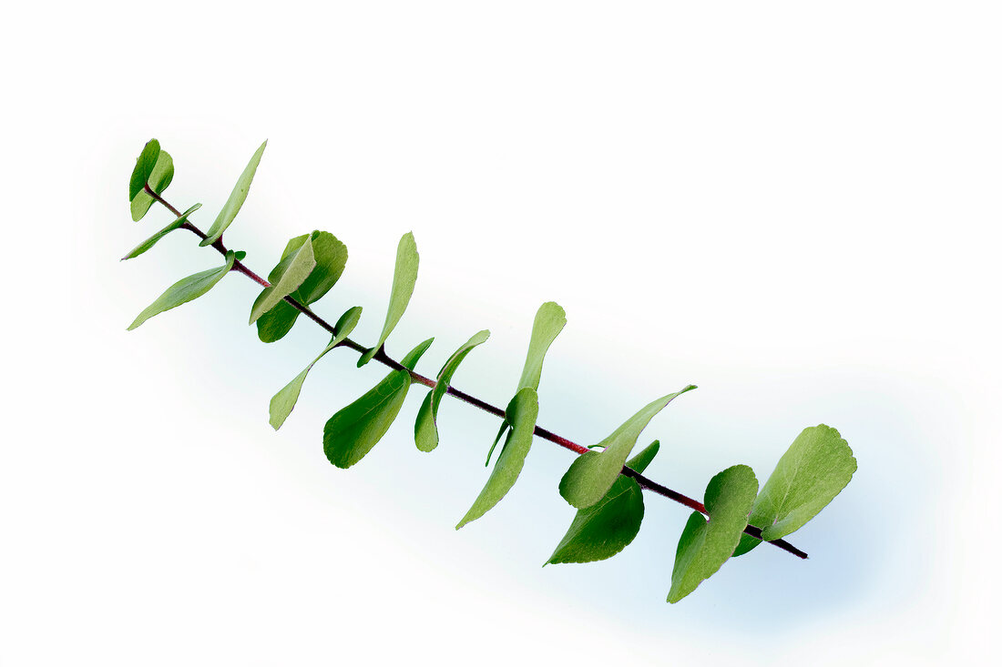 Fresh Eucalyptus branch on white background