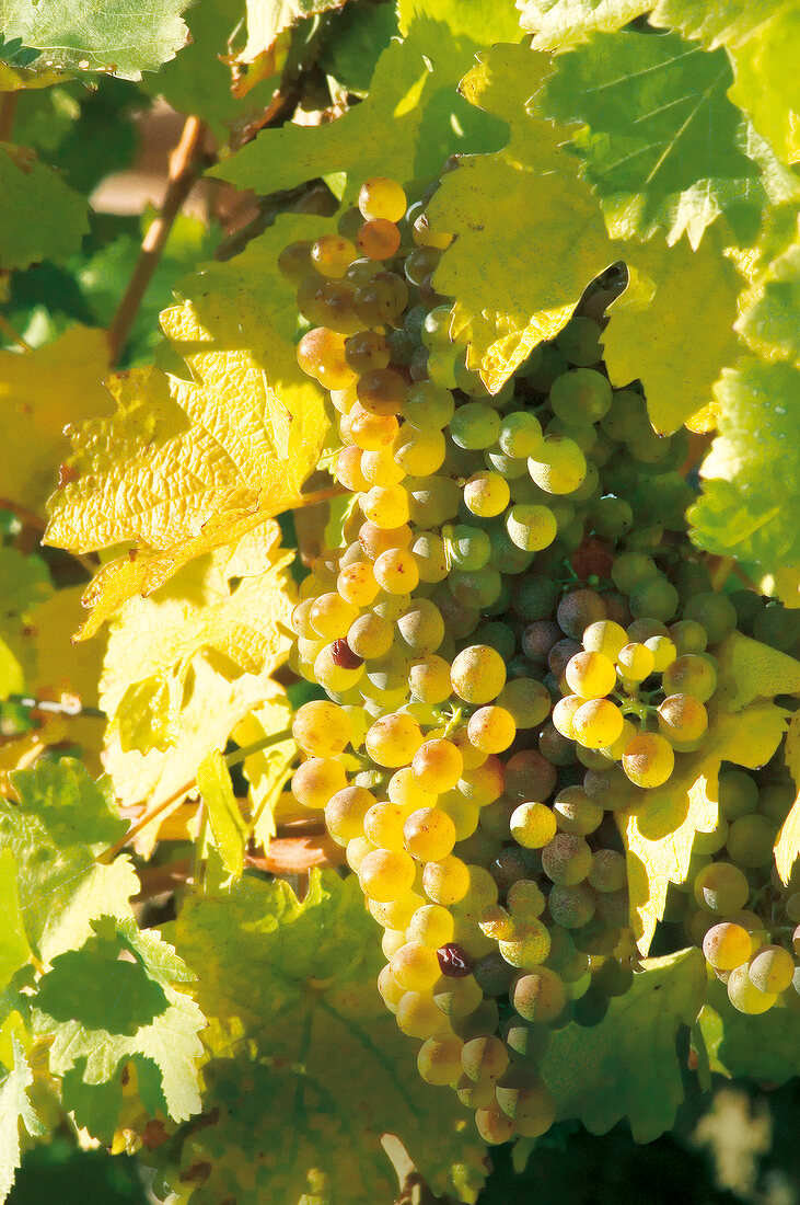 Close-up of green grapes for preparing vine, sunshine