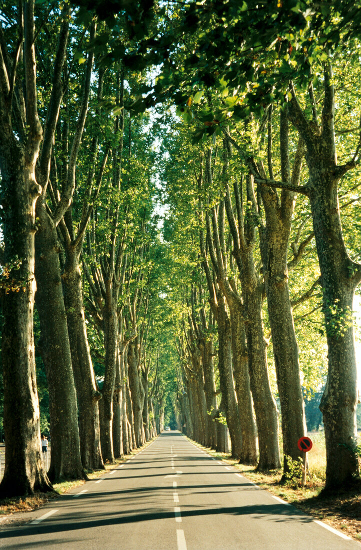 Absence in Chestnut Avenue at Provence, France