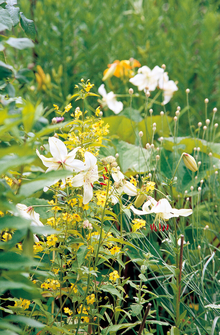 zahme Tigerlilie & wilde Rasselblume bunte Blumenwiese