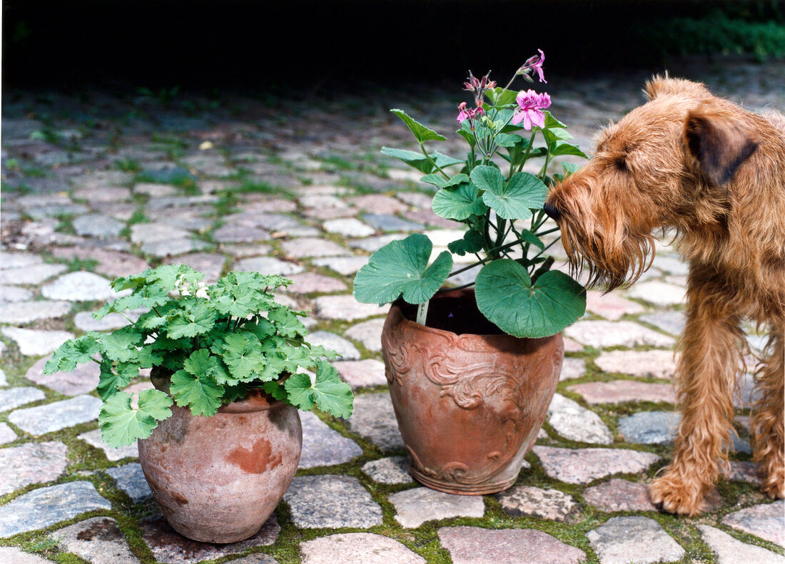 Dog sniffing geraniums flower in pot on floor