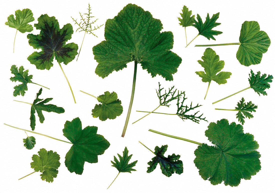 Close-up of systematically arranged leaves of geranium on white background