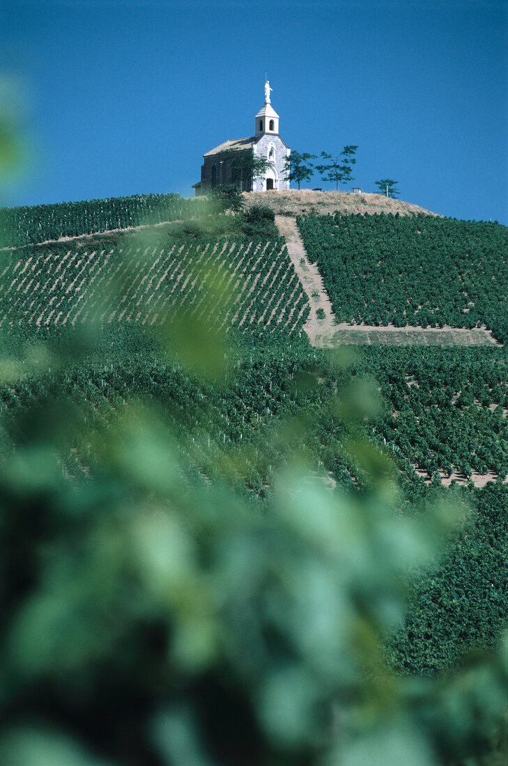 View of church in vineyard at Fleurie, Domaine De La Madone, France