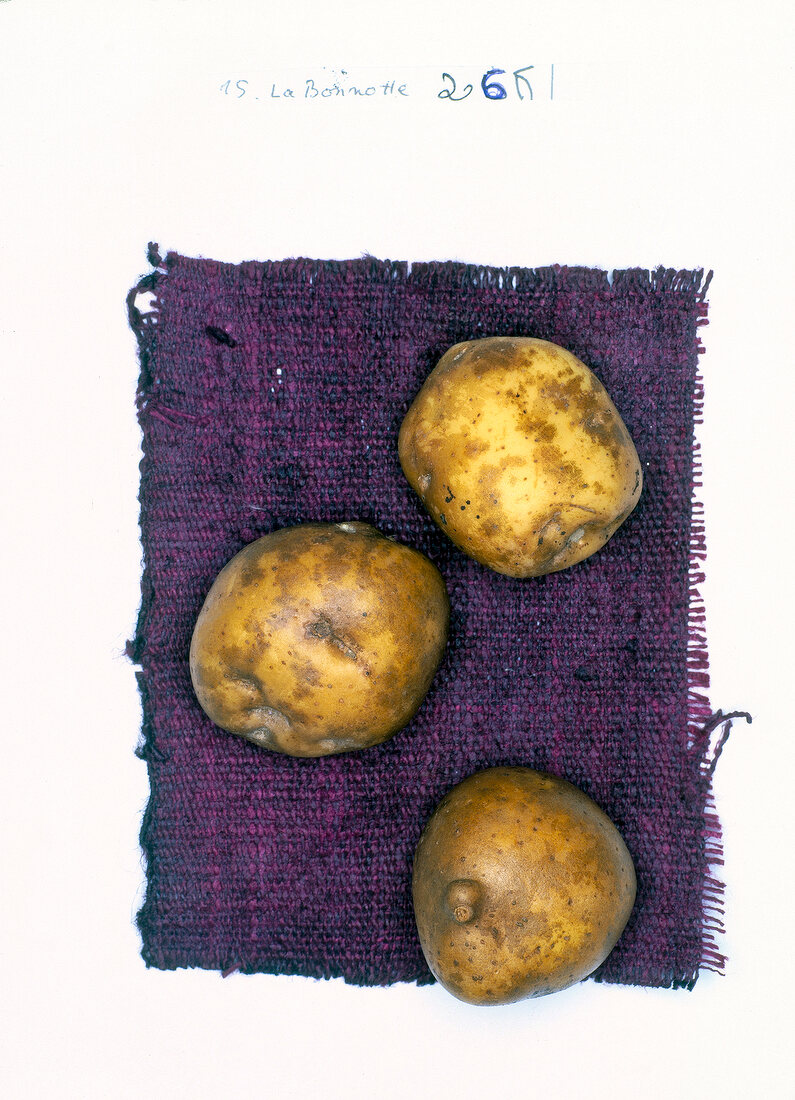 La Bonnotte organic potatoes on white background