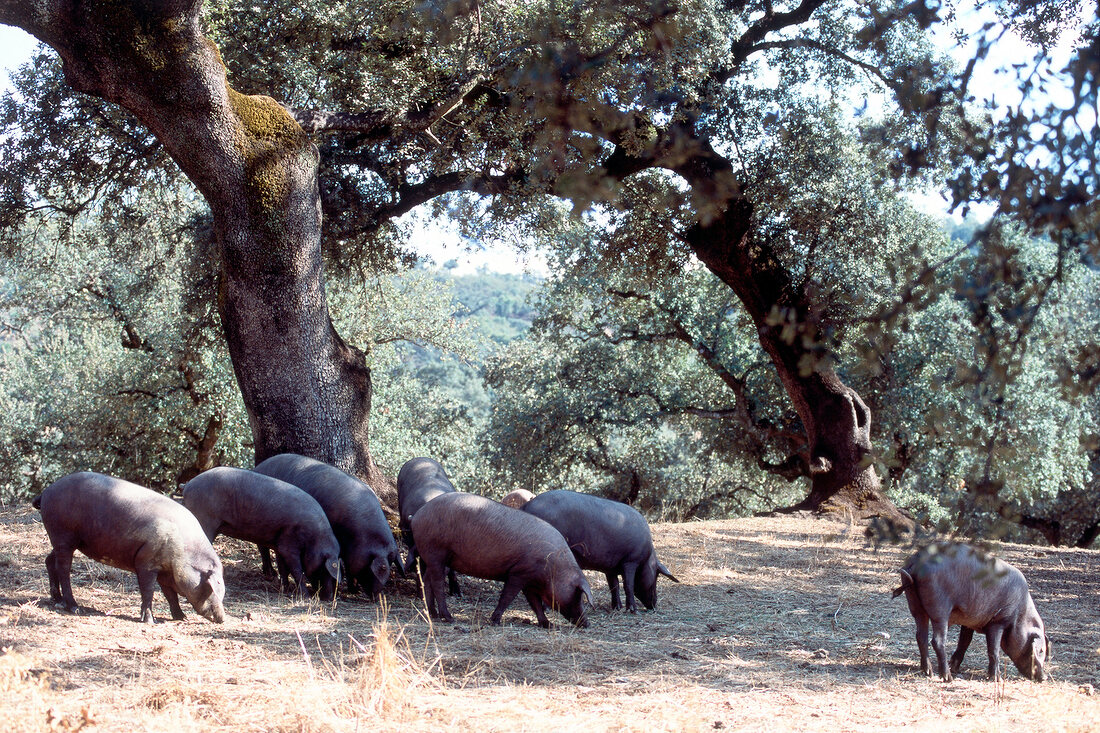 Spanische Iberico-Schweine beim Fressen im Freien unter Bäumen