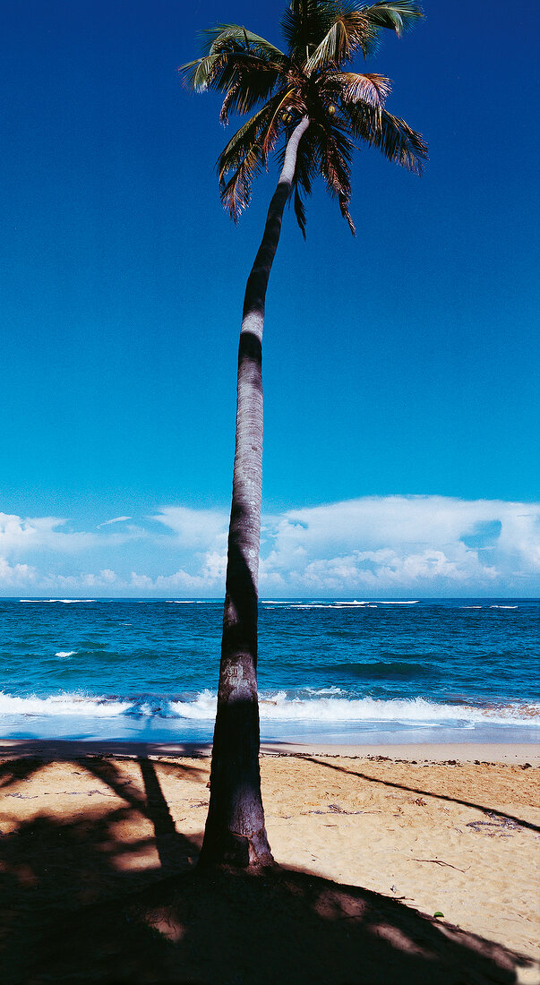 Palme am Strand, Blick auf das Meer, blauer Himmel.