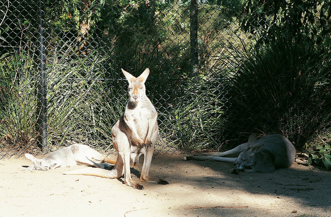 2 Känguruhs liegen, eins steht, im Hintergrund Maschendrahtzaun.