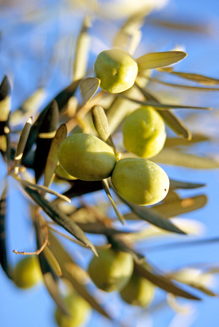 Close-up of green olives on branch of olive tree