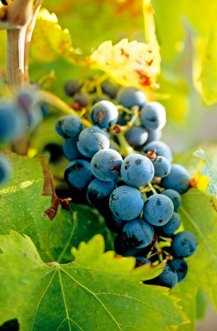 Close-up of bunch of blue grapes