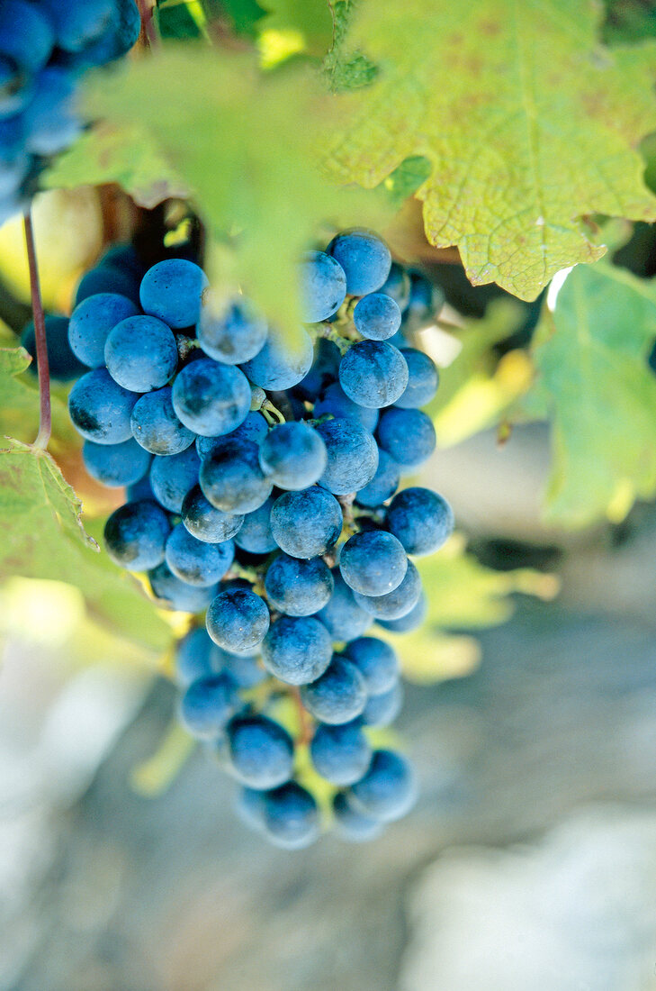 blaue Weintrauben an der Rebe, Provence