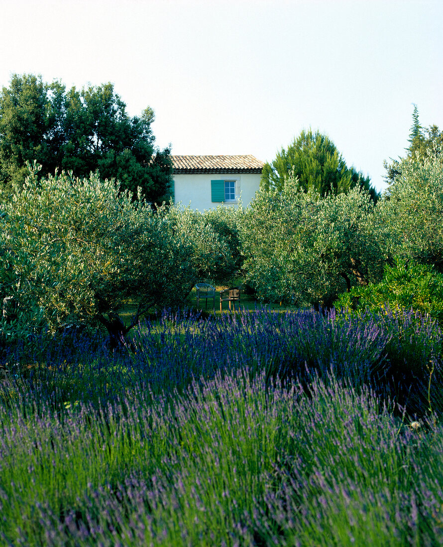 View of blooming lavenders in garden at front of house, France