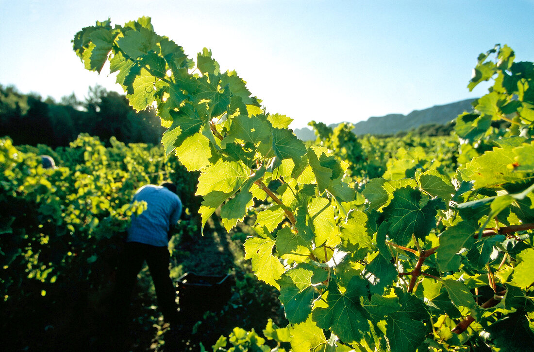 Weinbauer zwischen Weinreben in der Provence