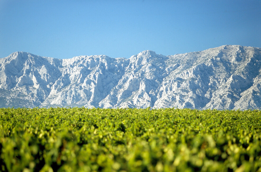 View of vineyards at Mont St. Victoire in Provence Assembly, France