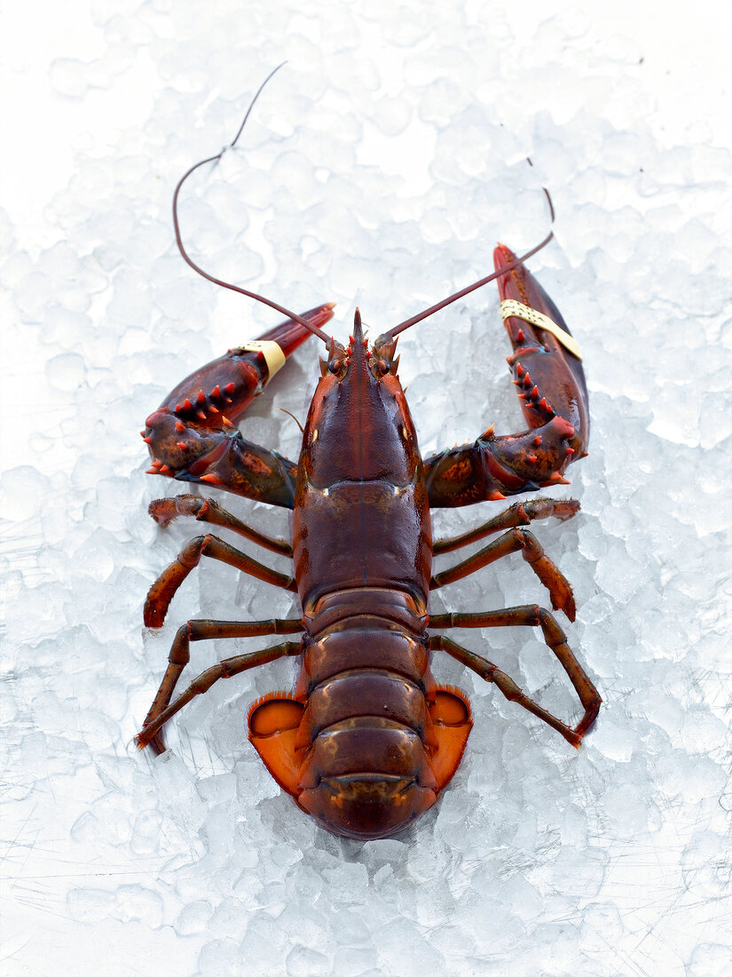 Close-up of lobster on ice