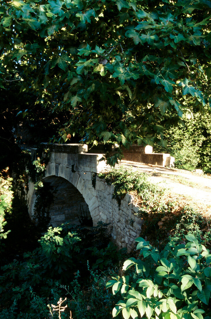 Alte Steinbrücke umgeben von Büschen Bäumen und Sträuchern.