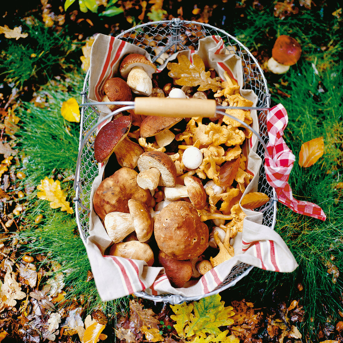 Vielfalt frisch gesammelter Pilze im Drahtkorb zwischen Herbstlaub