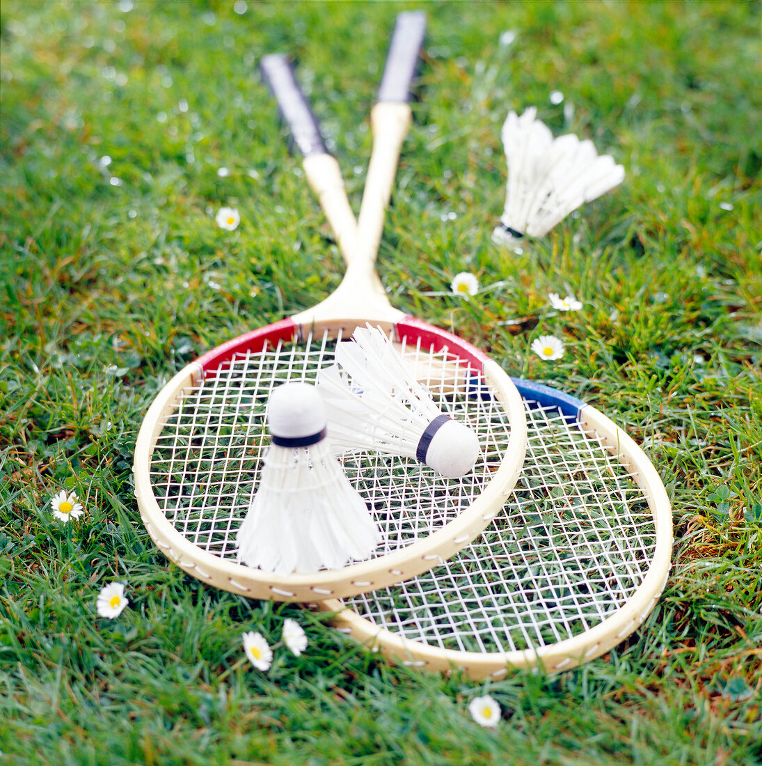 Close-up of two badminton rackets with three shuttlecocks on grass