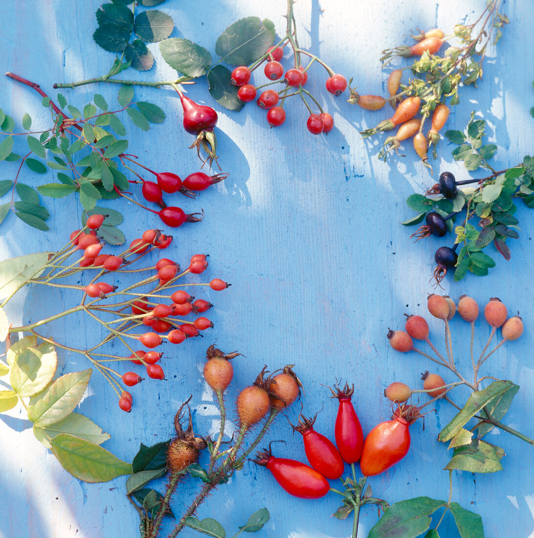 Close-up of variety of rosehip fruits on blue background