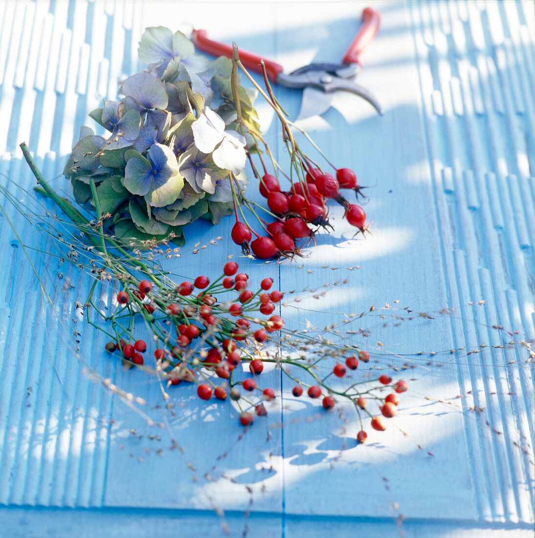 Rose hips with purple flowers and garden shears on blue background
