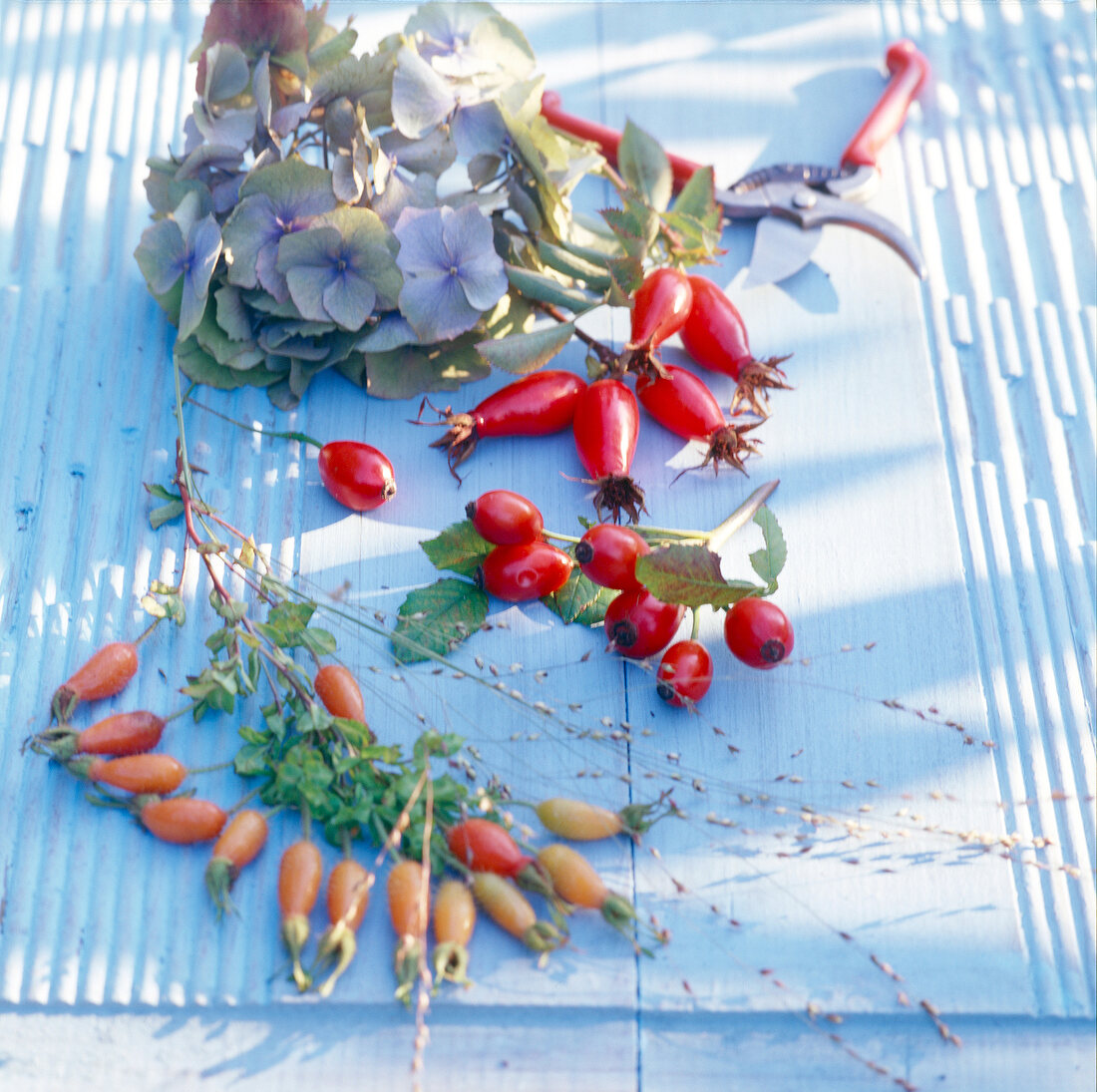 Close-up of rose hips, purple flowers and garden shears
