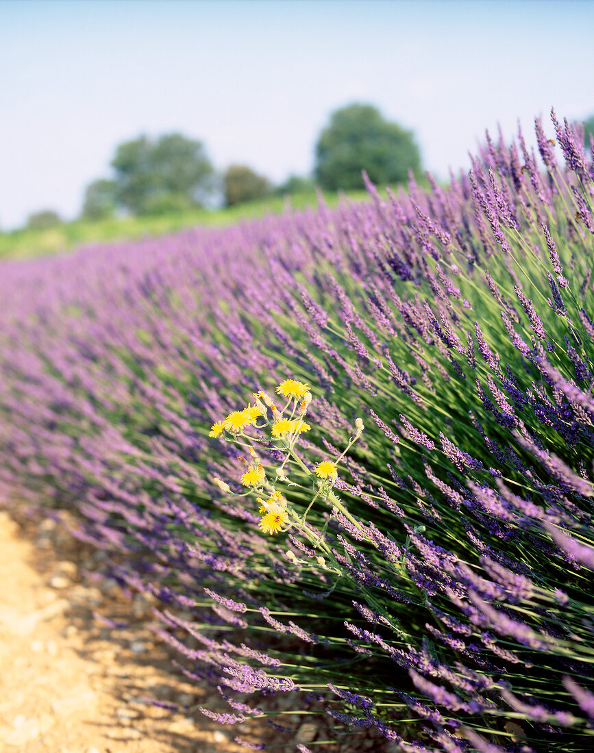 Close-up of blooming lavender flowers in meadow