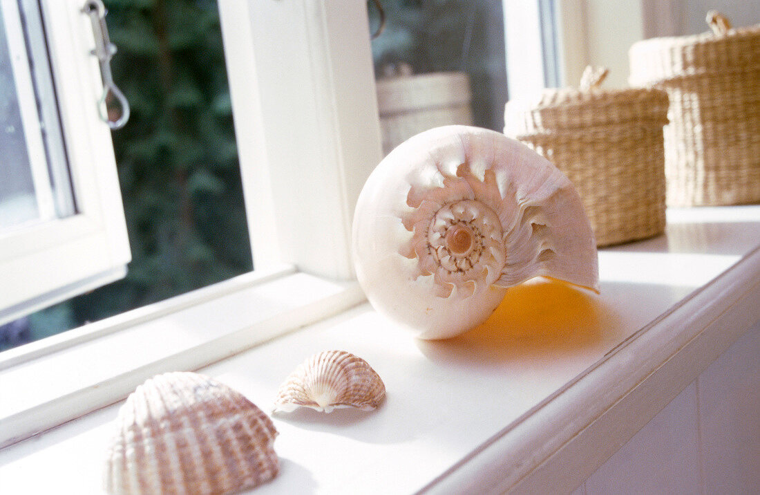 Muscheln in Weiß auf Fensterbank