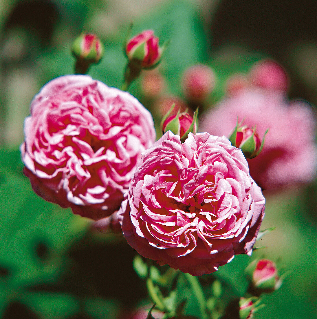 2 pink rose petals and buds on a rose bush, Louise Odier