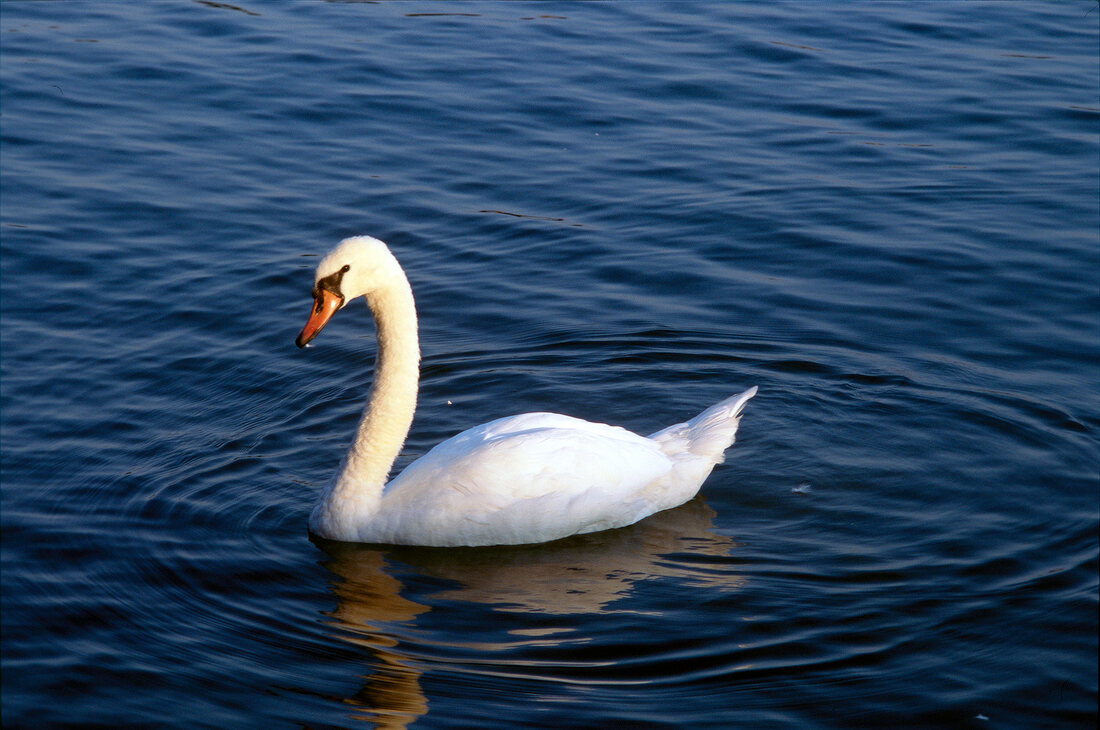 Ein Schwan auf dem See  X 