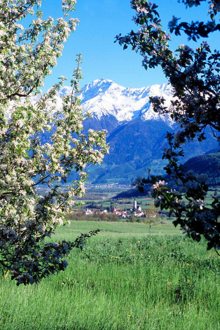 Blick auf alte Dörfer, Apfelblüte u. schneebedeckte Berge im Vinschgau
