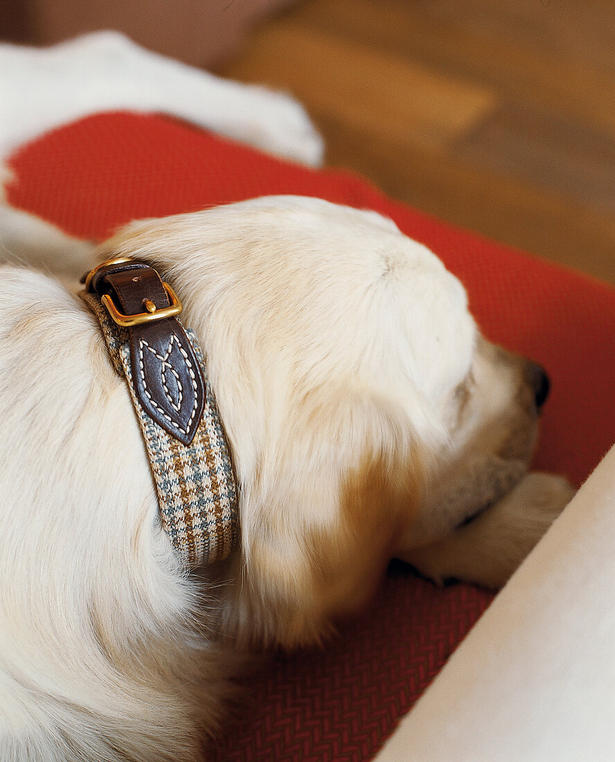 Golden Retriever mit Halsband aus Zaumleder mit Tweedbesatz