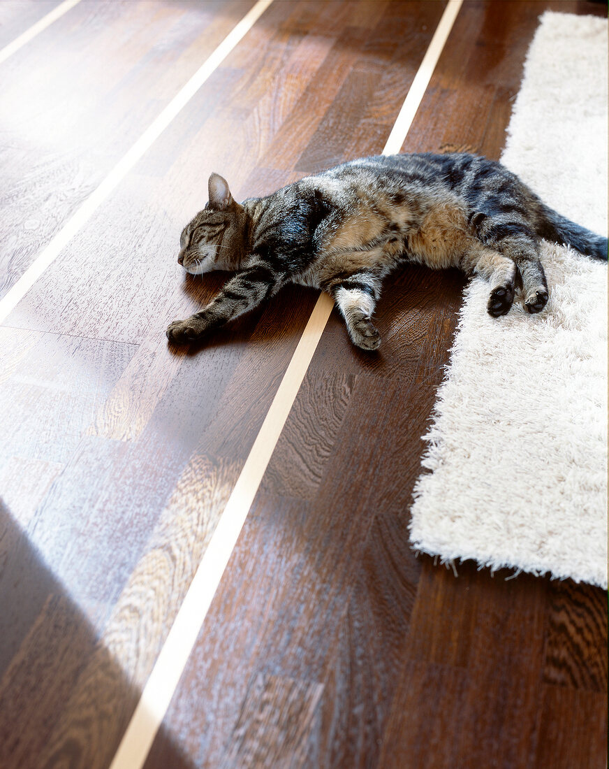 Eine Katze liegt auf dem Boden, halb auf Parkett, halb auf einem Teppich