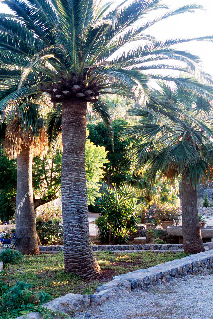 Palmen im eleganten Garten des Herrenhauses "Son Bleda"
