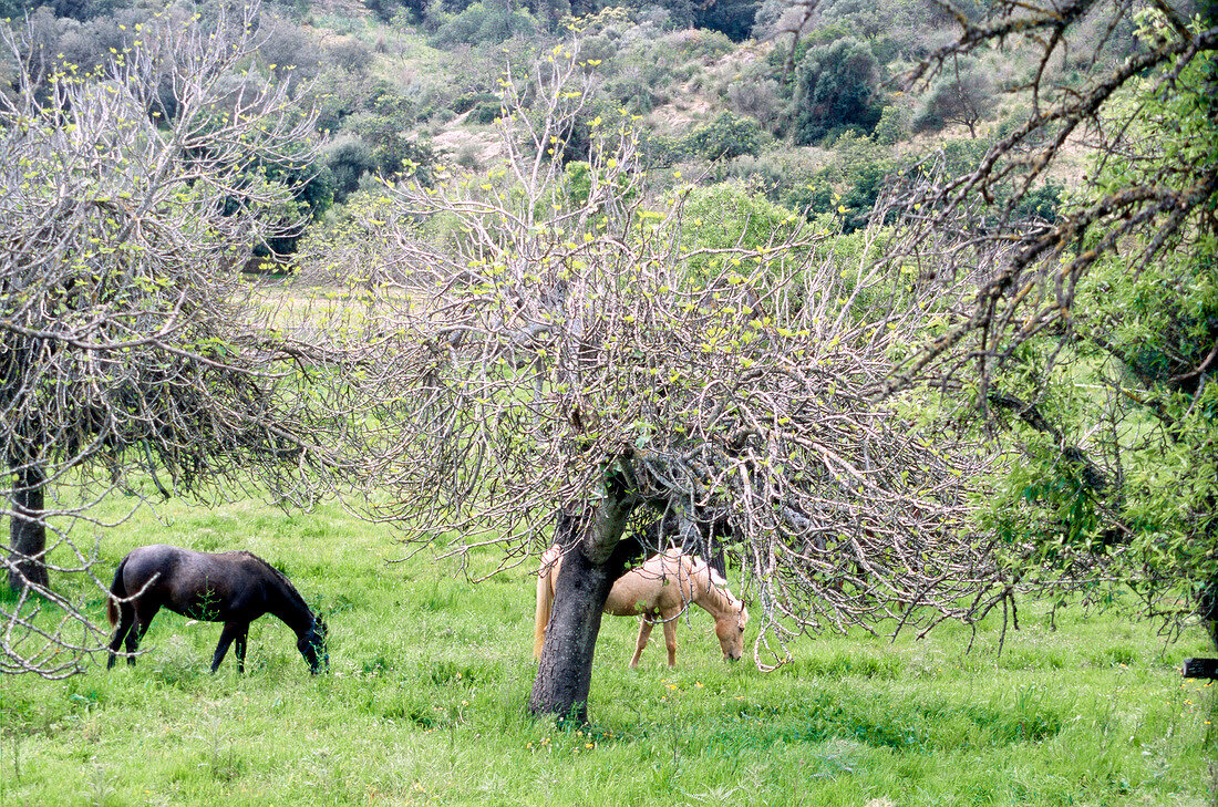 Two horses standing on green meadow near trees