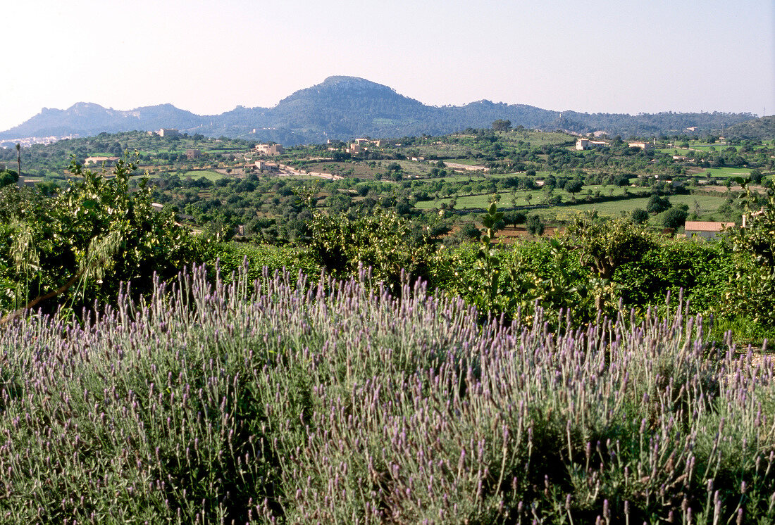 Blick auf die Landschaft Mallorcas, Wiesen, Felder und Berge.