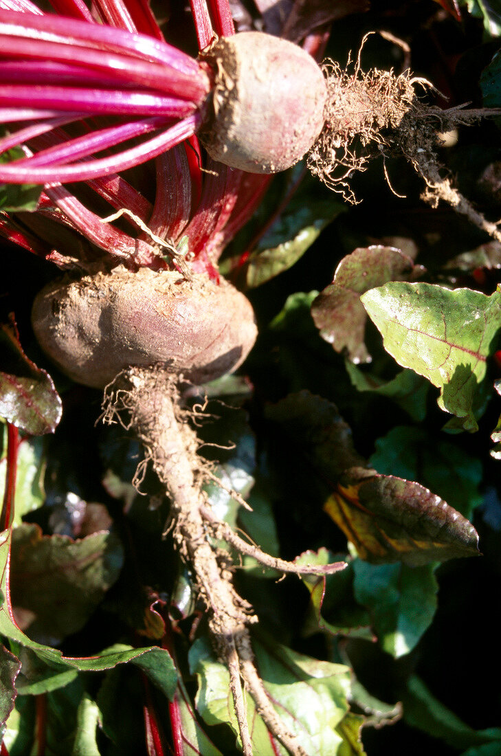 Close-up of harvested beets in field