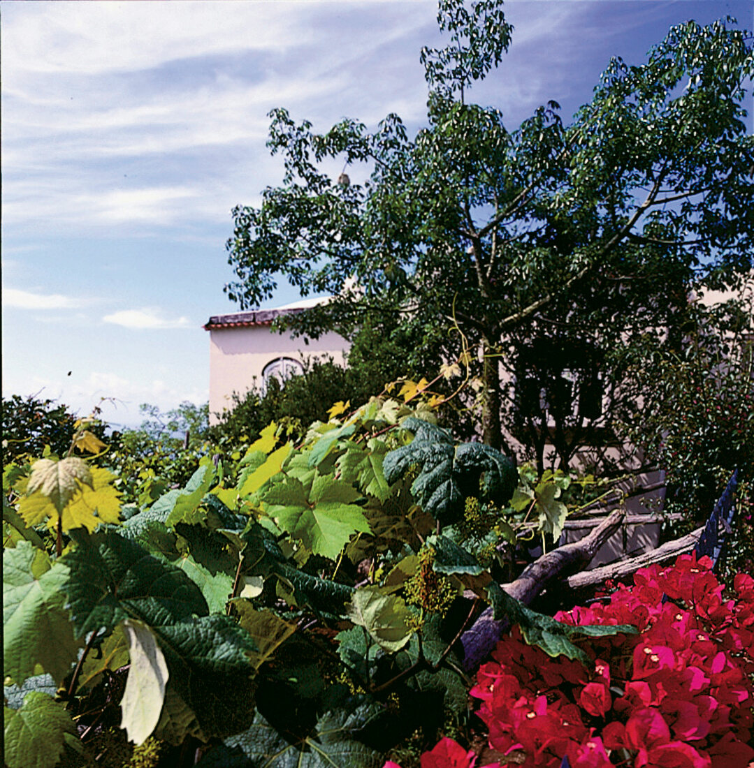 Blick in e. Garten mit Weinreben, Blumen u. e. Baum, hinten e. Haus