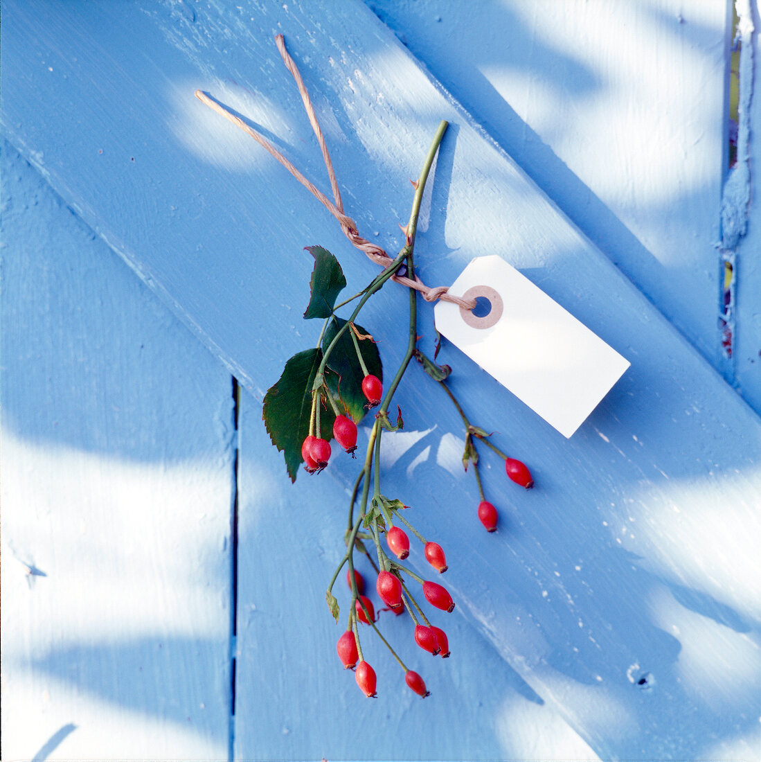 Small cardboard sign with branch of rose hip on blue wooden surface