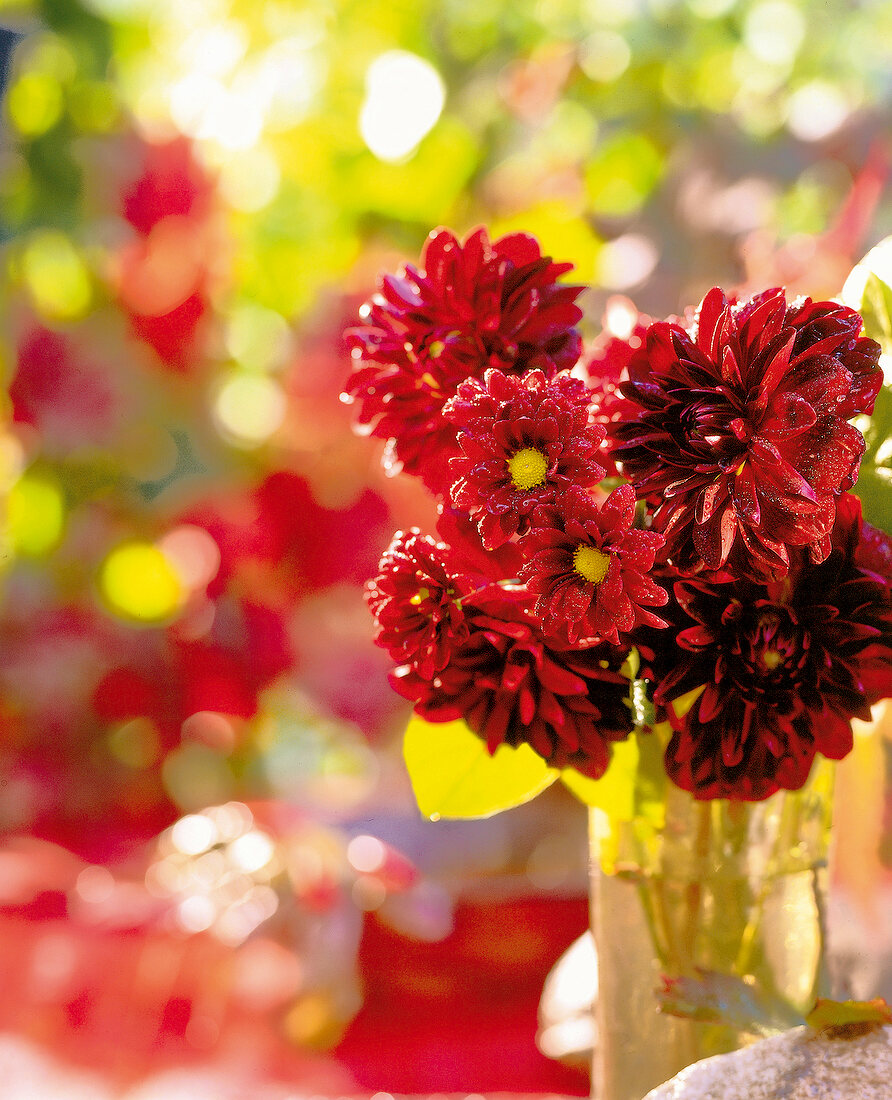 Chrysanthemen und Dahlien in einer Vase.