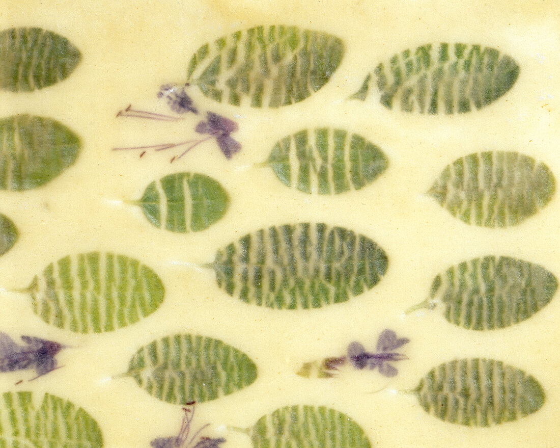 Herbs with leaf and flower pattern in wafer-thin pasta dough