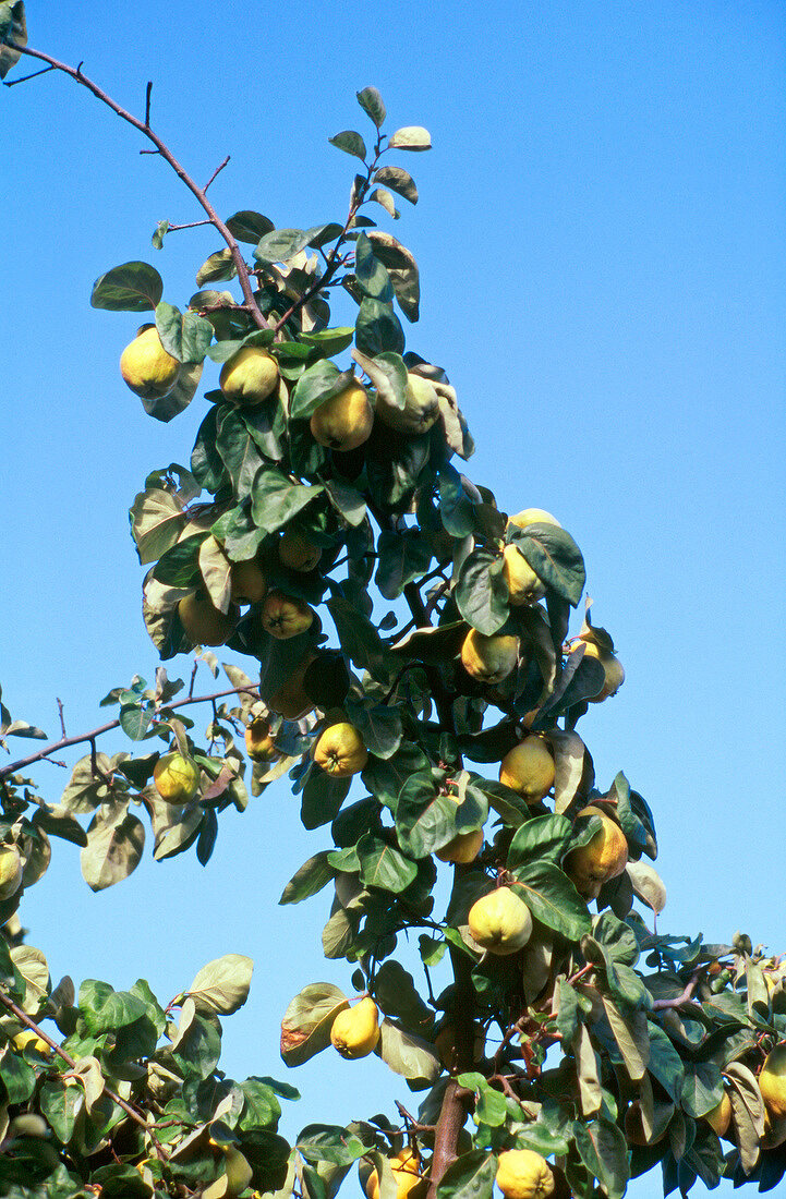 Ripe quinces on tree