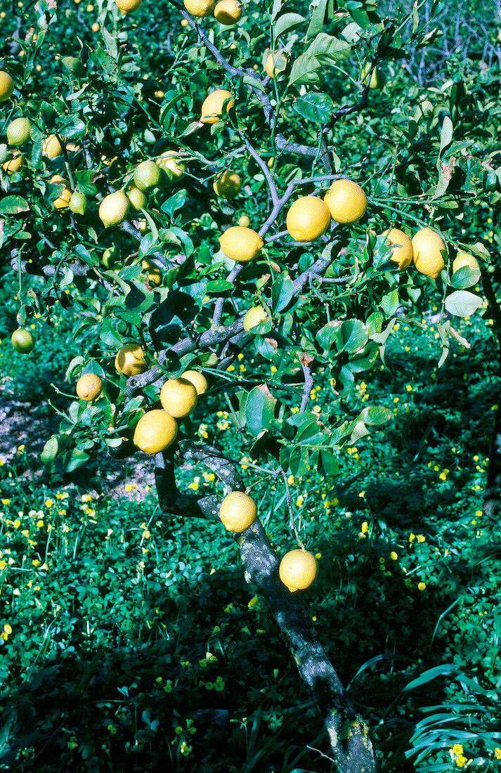 Lemons on tree