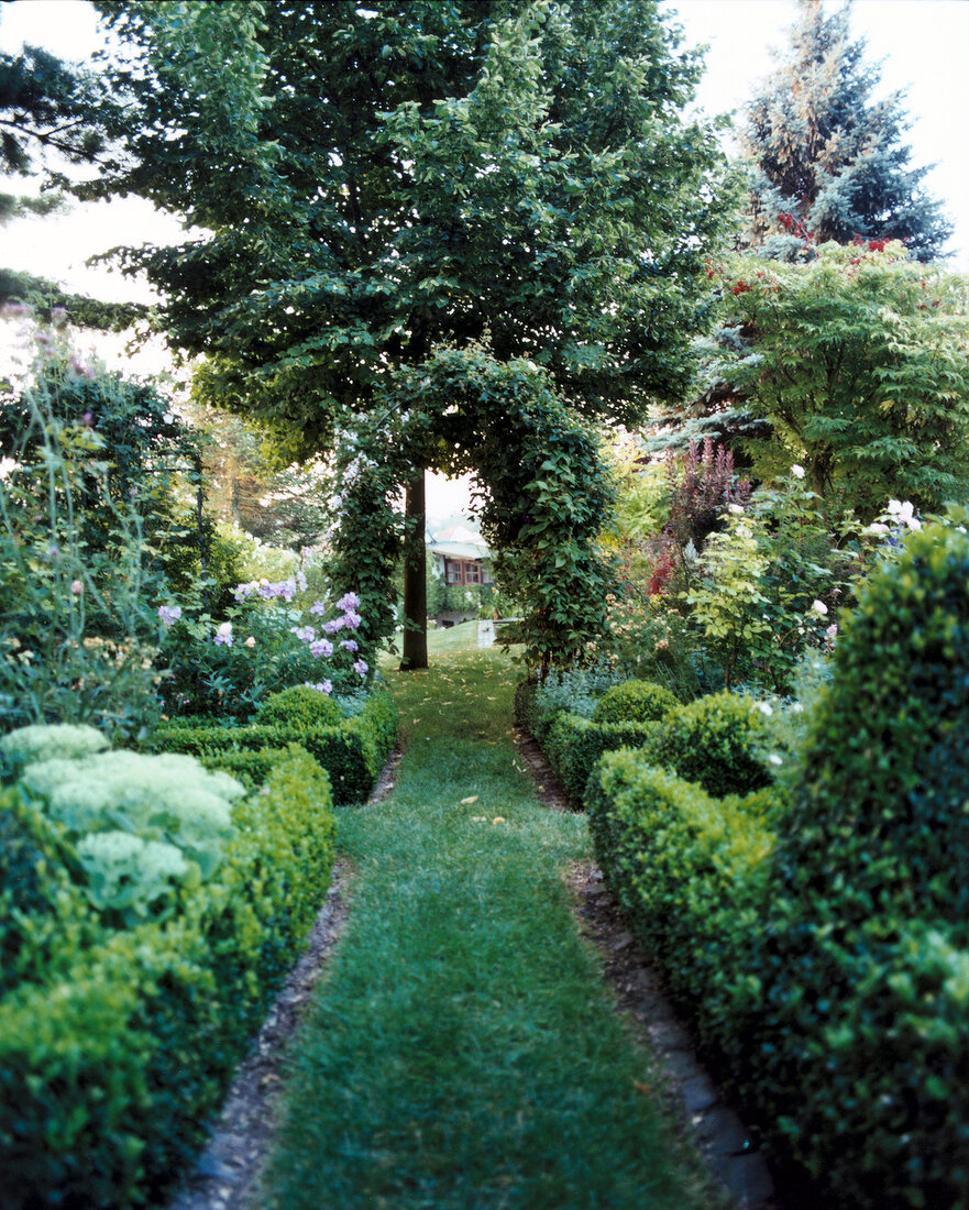 View of garden with creeper plant arch and trees
