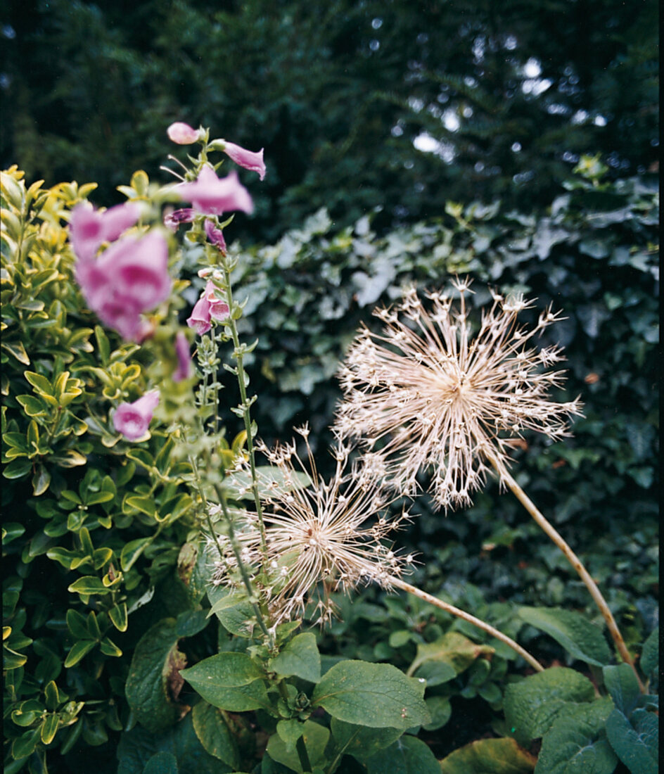 Pink foxglove and Iran leek in front of ivy-covered fence