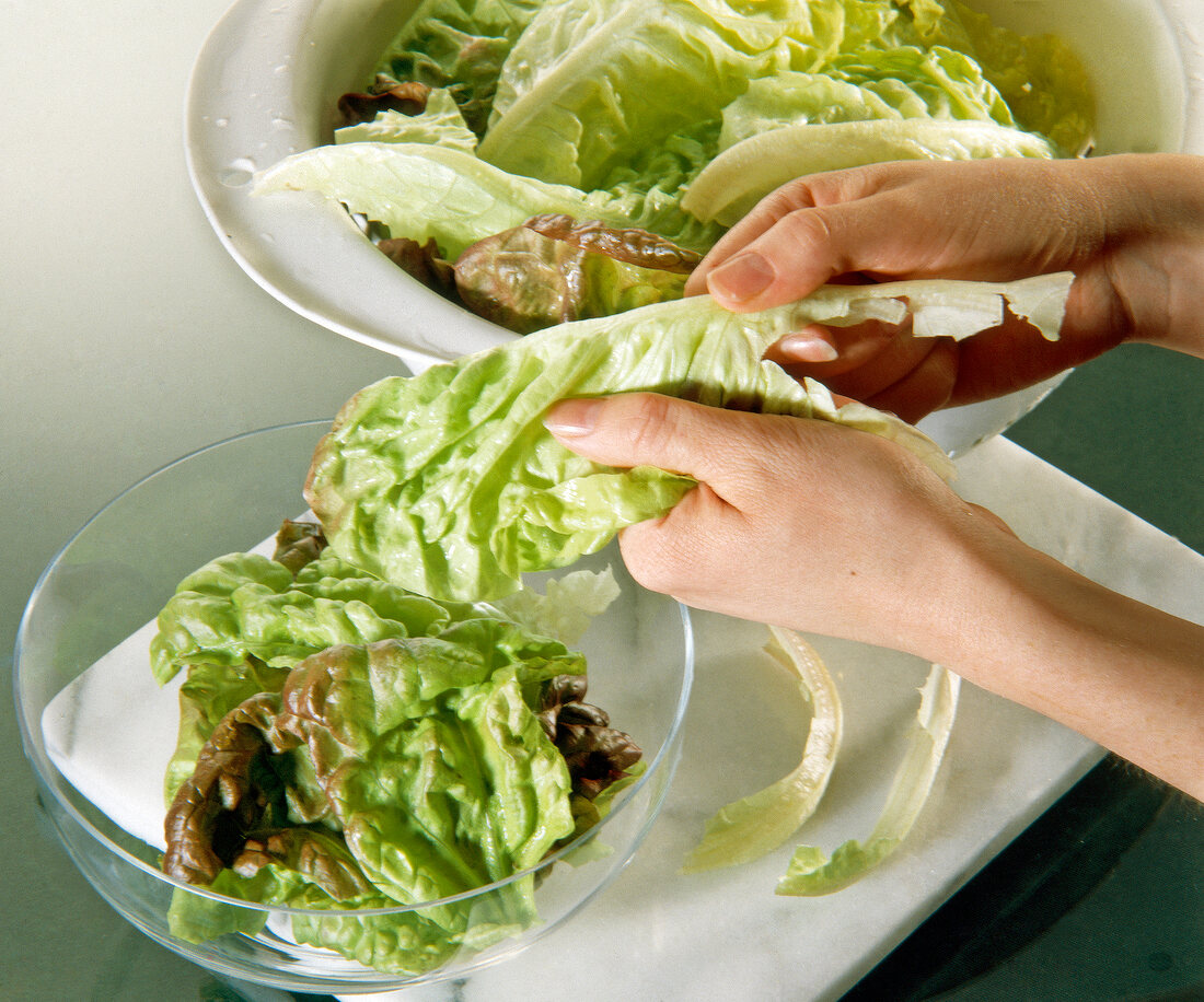 Close-up of sheet ribs being separated from Batavia lettuce