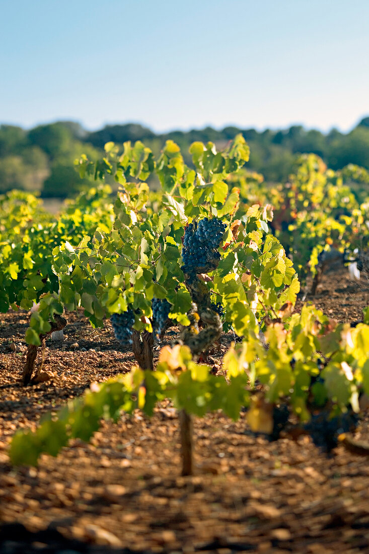 Vine in a vineyard