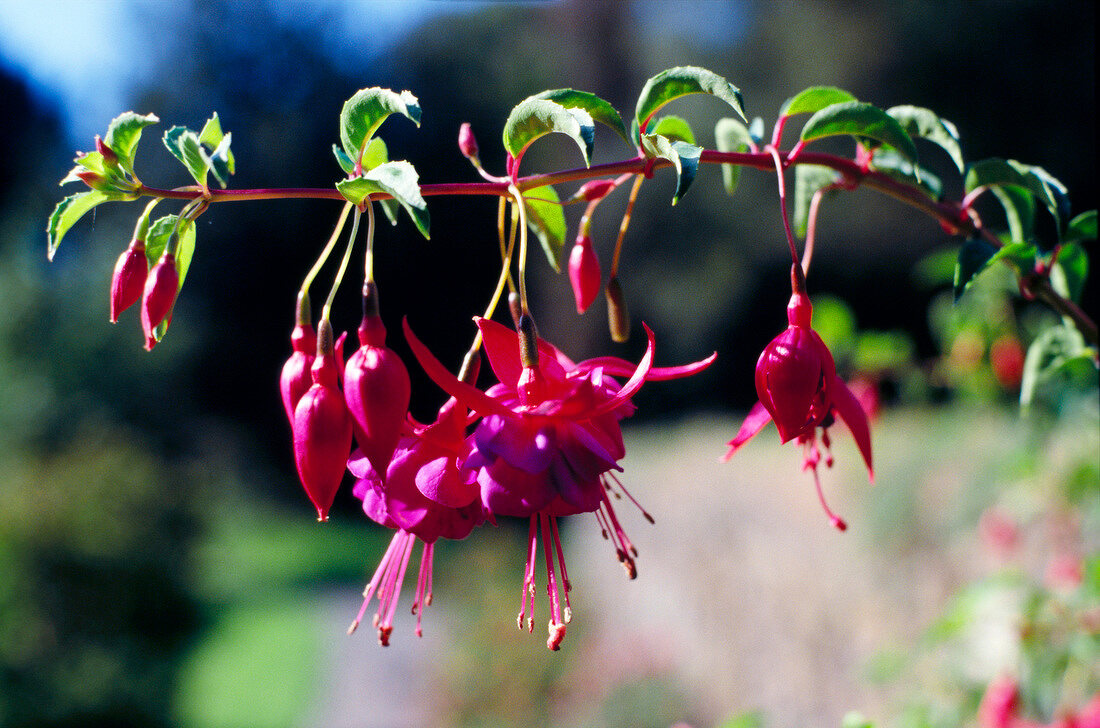 Close-up of blooming fuchsia flower in southwest Ireland