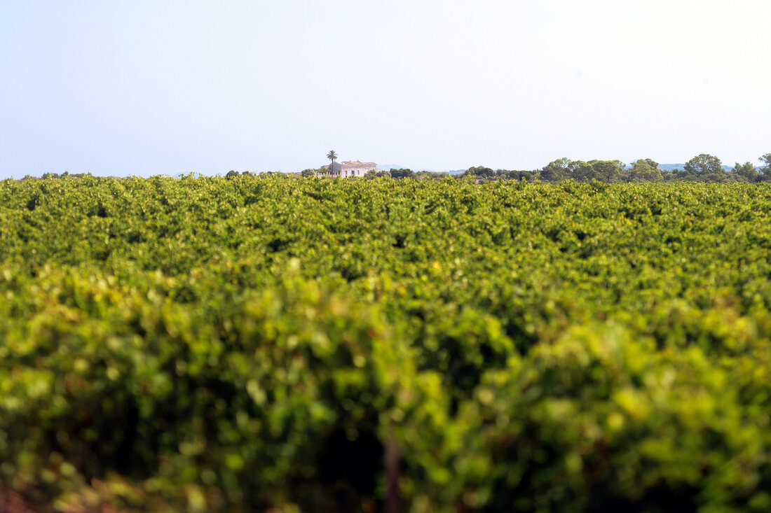 View of wine yard at Son Bordils, Mallorca, Spain