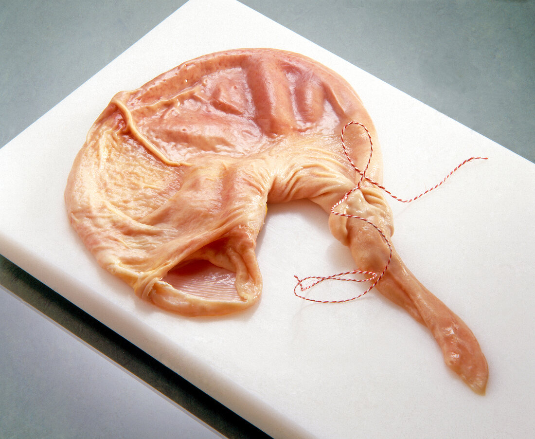 Opened pig stomach tied with kitchen string on white board