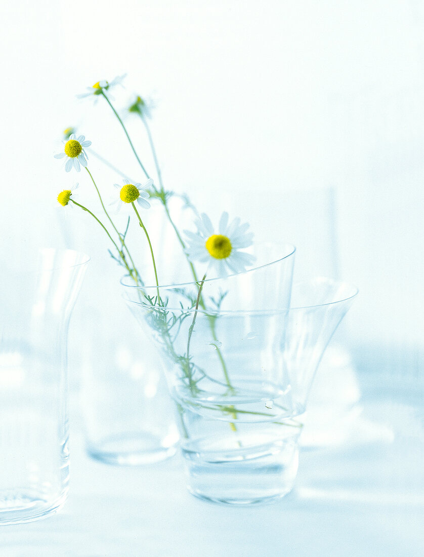 Kamille im Glas, Heilpflanze 